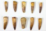 Lot: to Bargain Spinosaurus Teeth - Pieces #126279-1